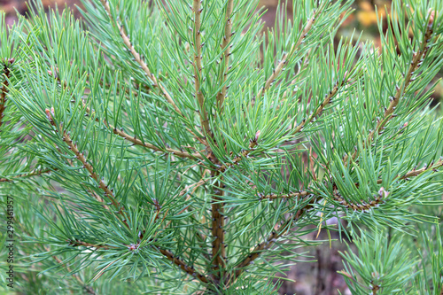 Green pine branch forest background