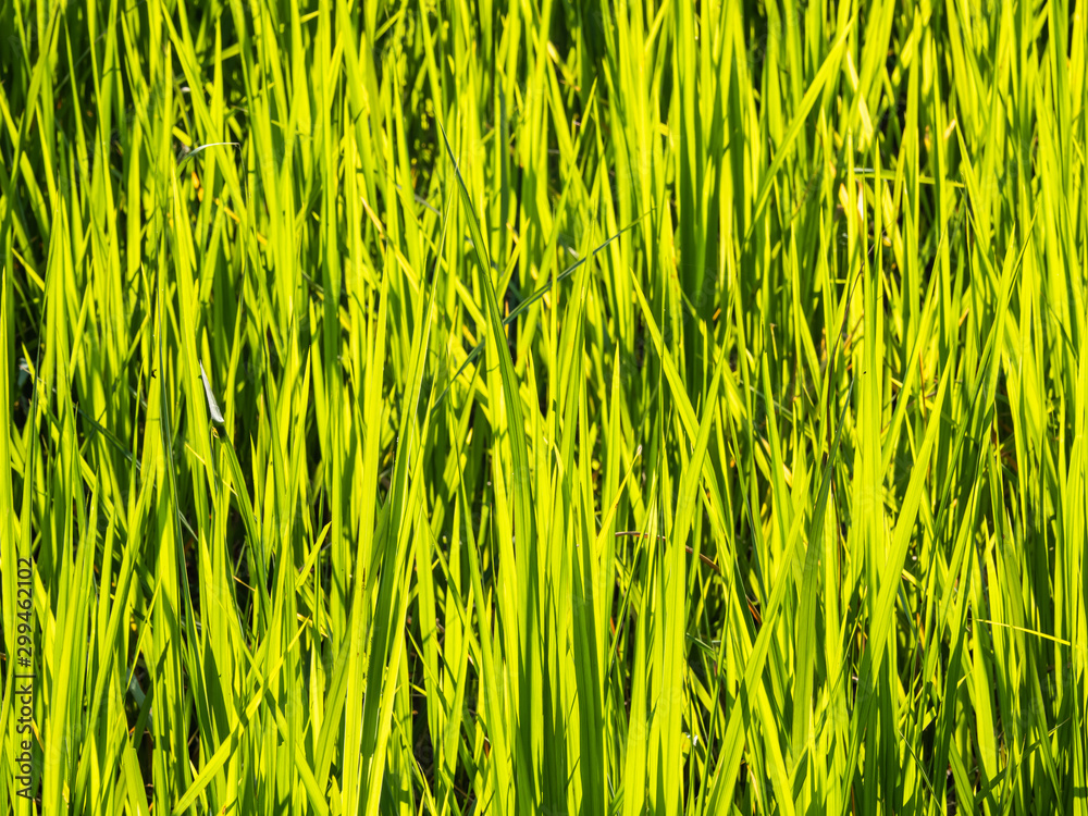 Rice is an economic crop in Asia Rice is an economic crop in Asia