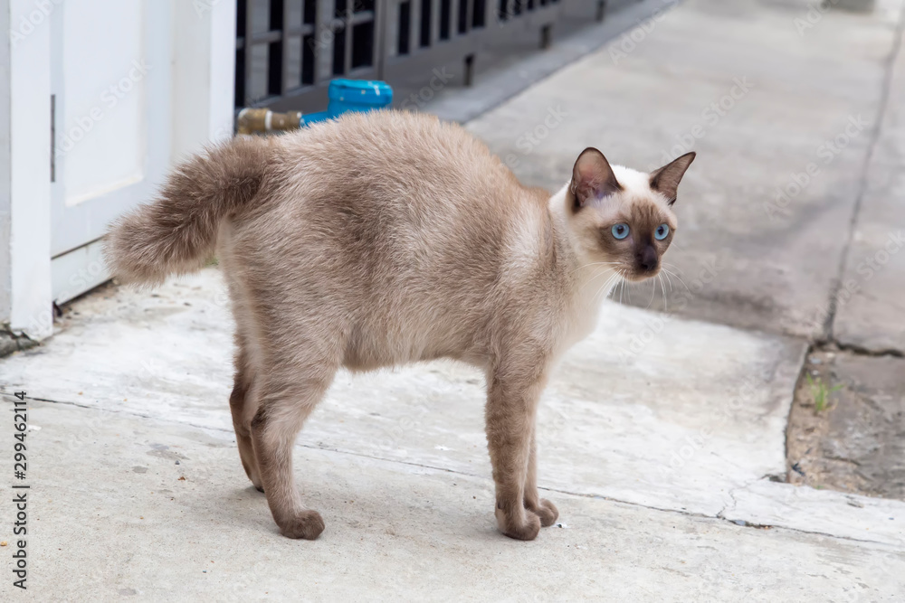 Portrait of kitten Siamese Cat with blue eyes are standing on the road. The name in Thai is 