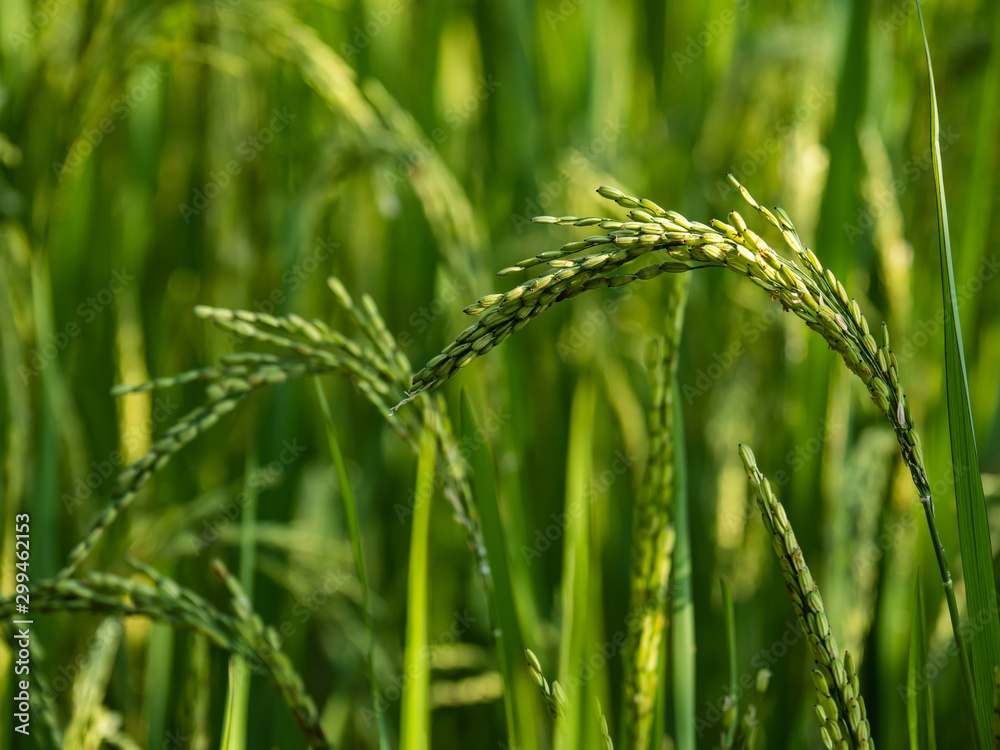 Rice is an economic crop in Asia Rice is an economic crop in Asia
