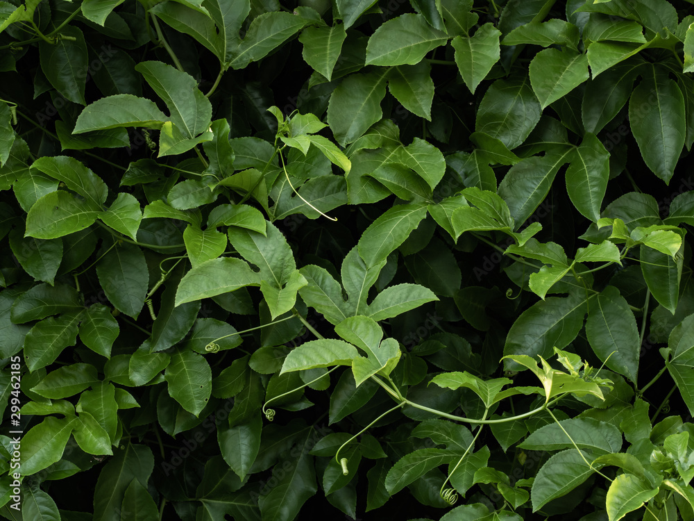 the green leaves in the morning the green leaves in the morning