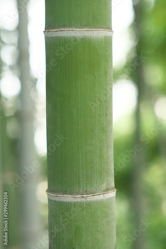 Tokyo,Japan-October 31, 2019: Green bamboo trunk in bamboo forest in Tokyo, Japan 