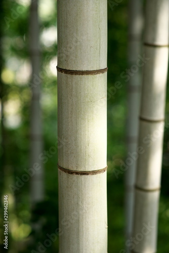 Tokyo,Japan-October 31, 2019: Green bamboo trunk in bamboo forest in Tokyo, Japan 