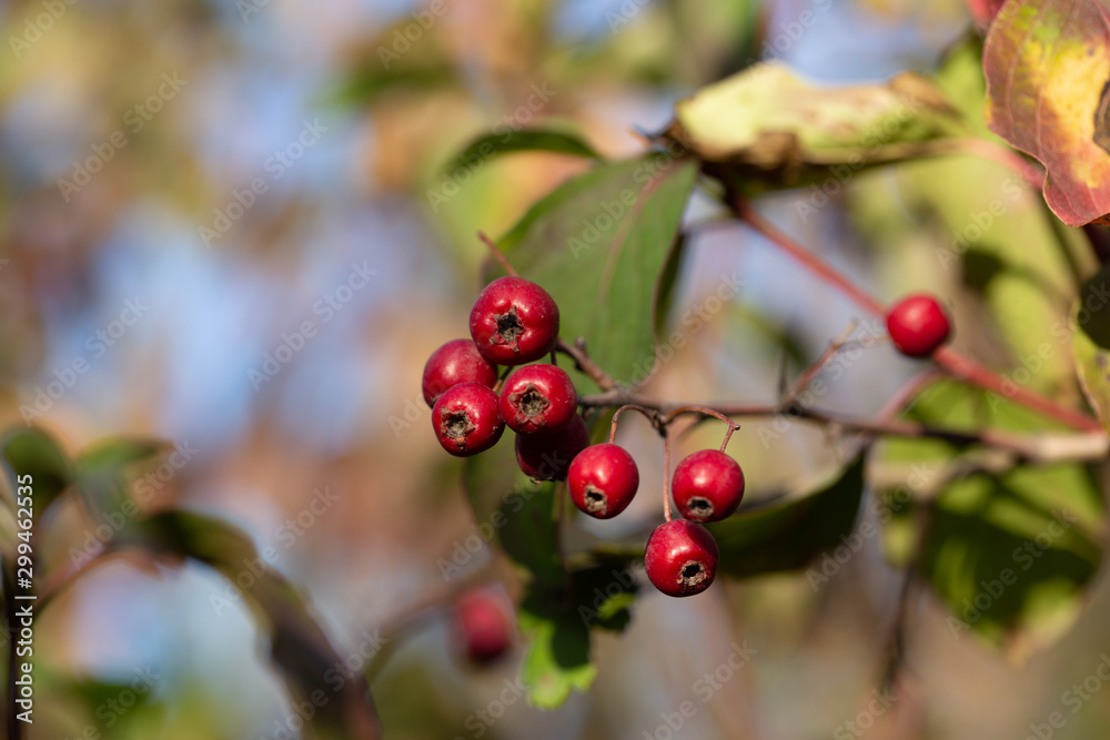 Berries of the hawthorn. Autumn natural background.