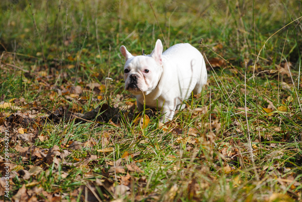 white french bulldog in autumn park