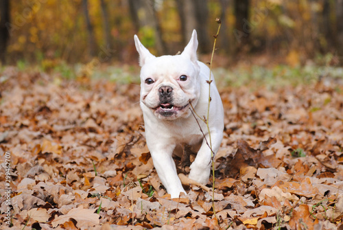 white french bulldog in autumn park