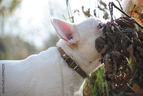 white french bulldog in autumn park