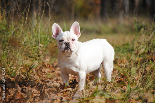 white french bulldog in autumn park