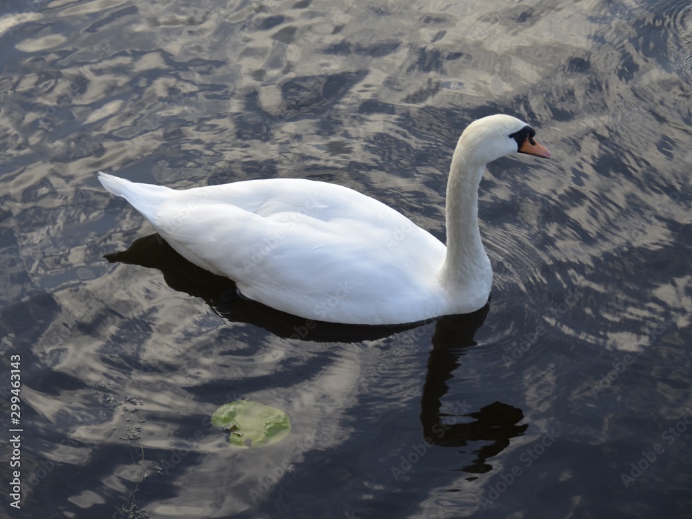 Fototapeta premium Swan white against the dark water in the river late at night at sunset.