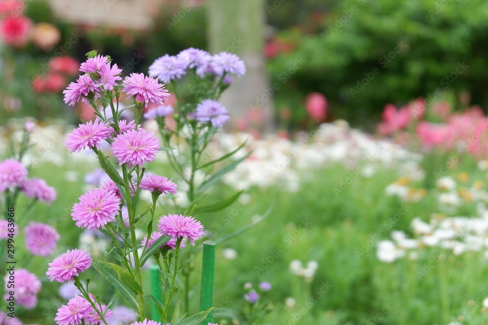purple flowers in the garden purple flowers in the garden