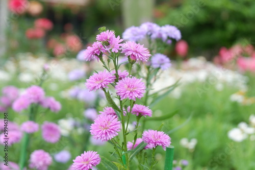 purple flowers in the garden