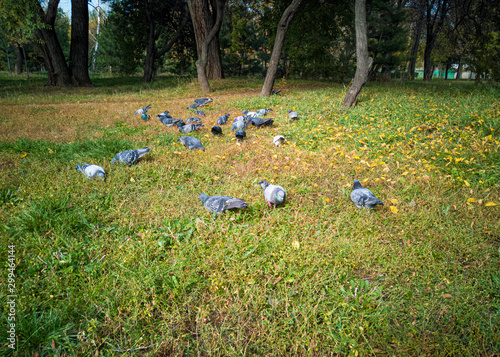 Pigeons eat on the grass in the park. Birds flew into the city..