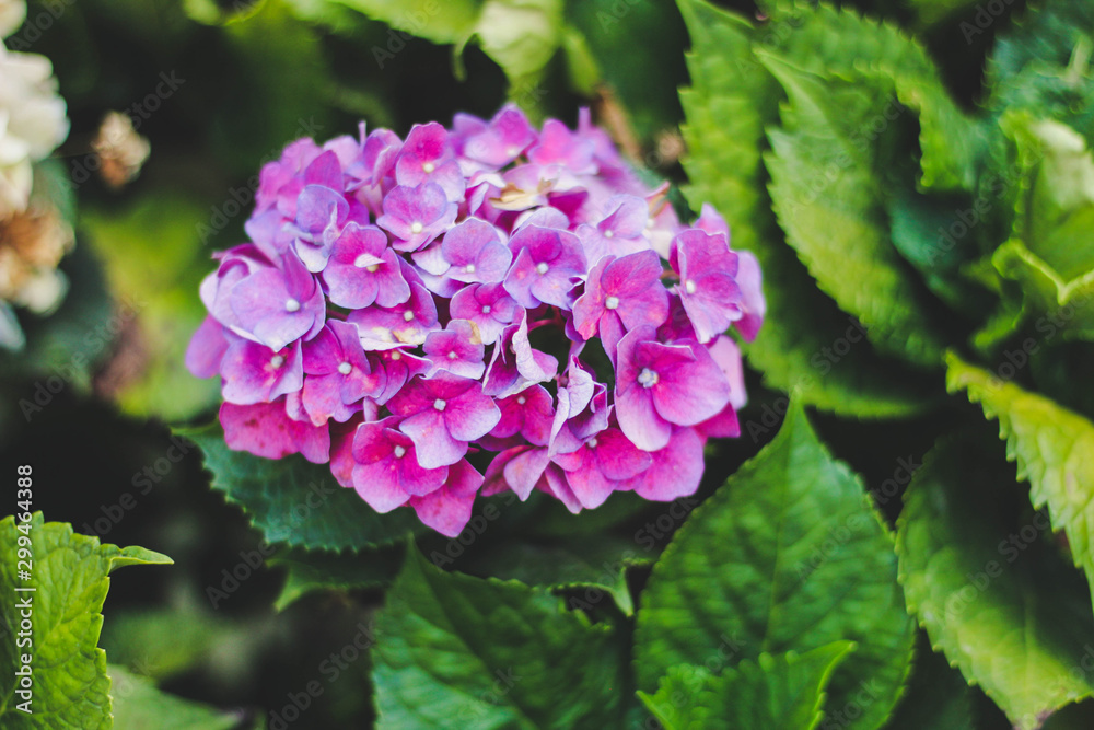 Hortênsia Hortênsia