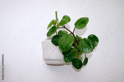 Plectranthus verticillatus (Swedish Ivy) photo