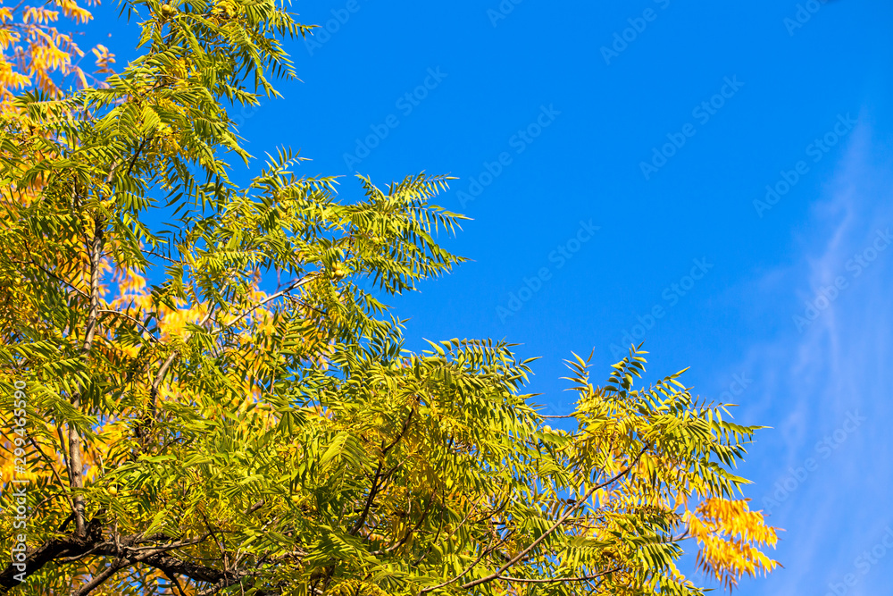 autumn background. yellow leaves on a background of blue sky. natural background autumn background. yellow leaves on a background of blue sky. natural background