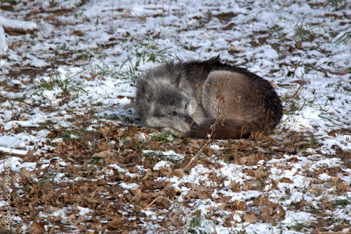 Grey Wolve laying in a soft cushon of fall leaves in a mountan meadow photo