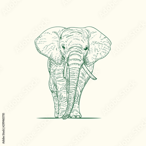 Vector illustration. Hand drawn realistic sketch of an elephant