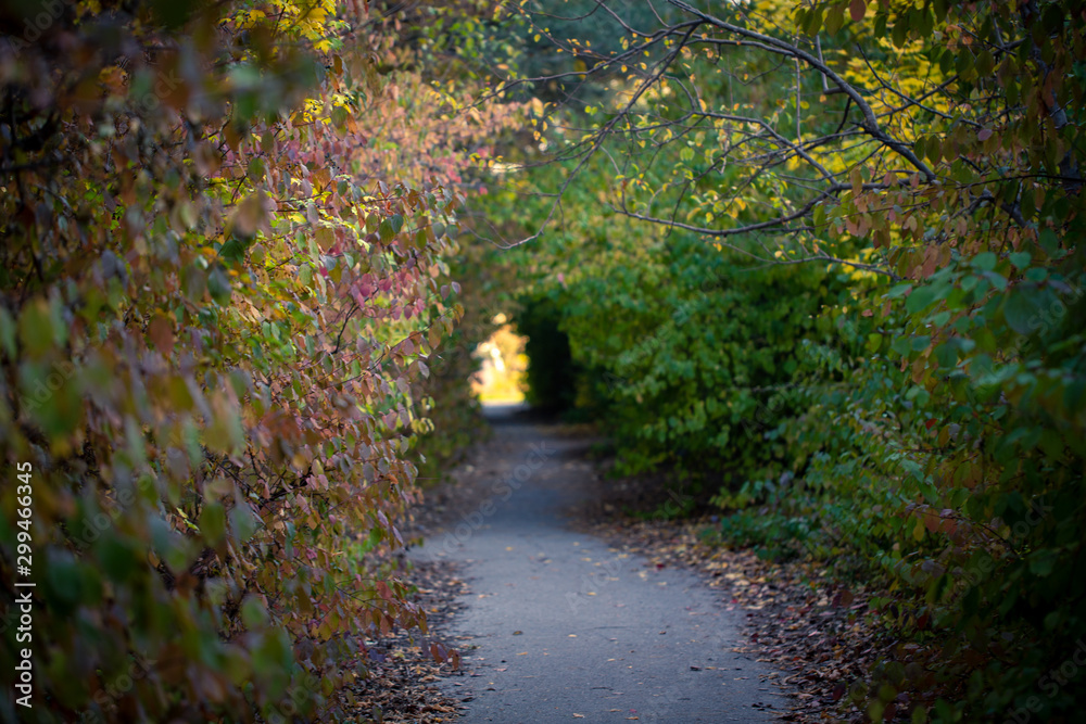 forest path through the bushes. Autumn background. light to the end of the tunnel