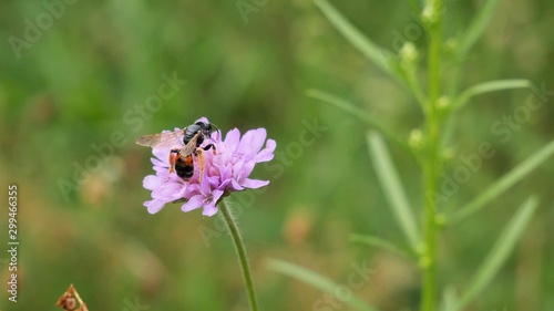  A bee on a flower in the forest collects honey