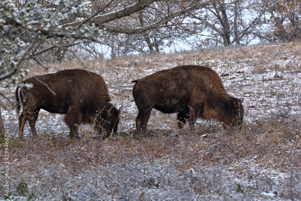 Couple of Bison grazing in the snow trying to locate grass that is covered from the night before Couple of Bison grazing in the snow trying to locate grass that is covered from the night before
