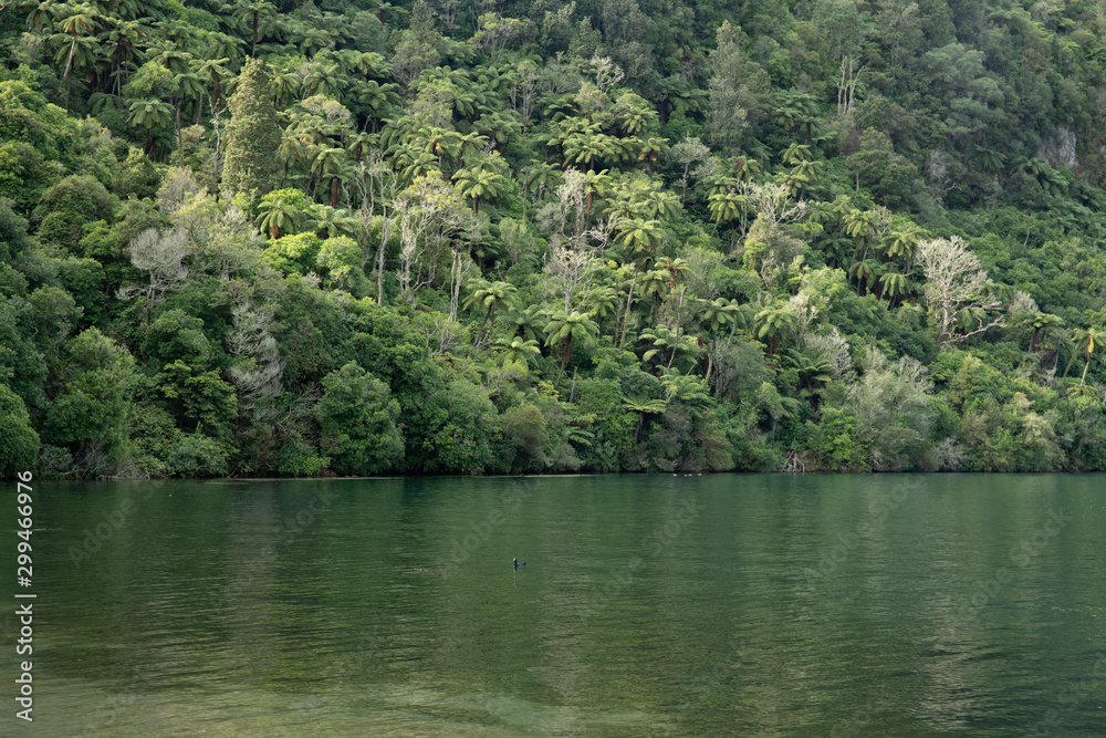 This lush green new zealand native bush growing down to the edge of the lake