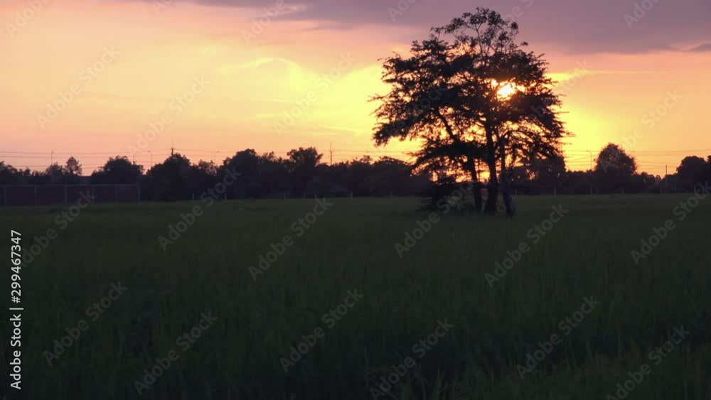 Sun Gets Brighter Behind the Tree Sun Gets Brighter Behind the Tree