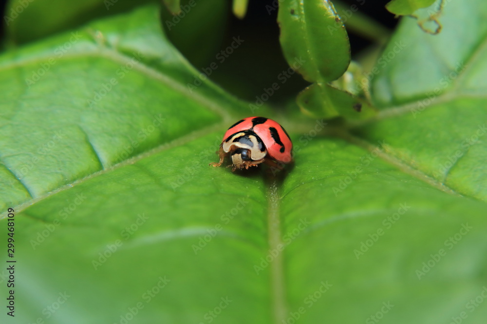 Asian lady beetle or Ladybird lady bug is quietly catching on the stalk and leaves. Asian lady beetle or Ladybird lady bug is quietly catching on the stalk and leaves.