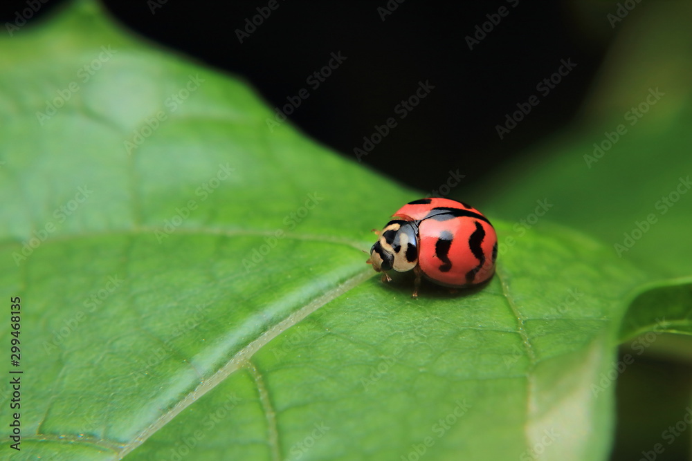 Asian lady beetle or Ladybird lady bug is quietly catching on the stalk and leaves.	