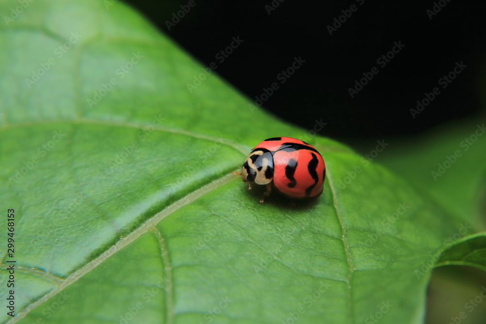 Asian lady beetle or Ladybird lady bug is quietly catching on the stalk and leaves.	