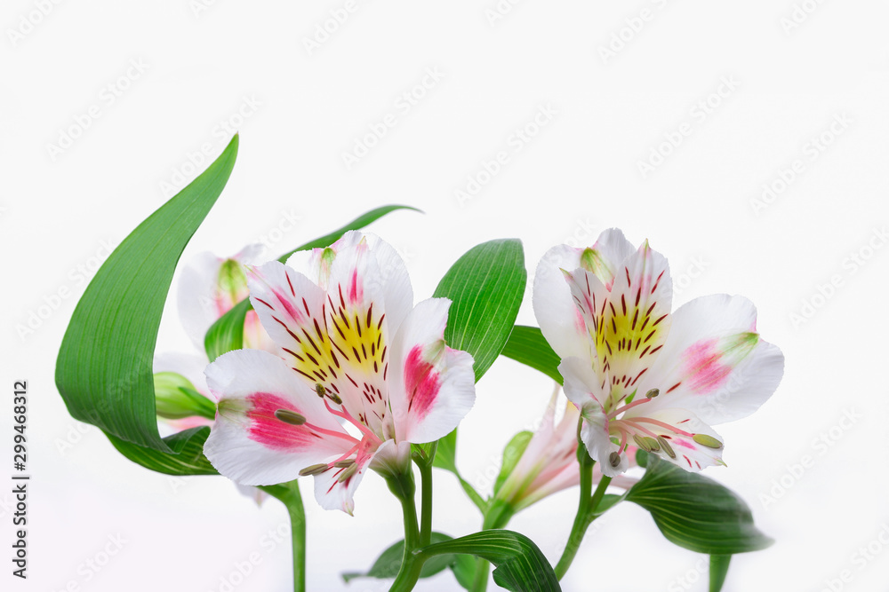 Floral background alstroemeria.