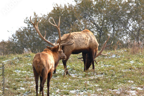 Two Bull Elk seem to be collecting notes on their territories