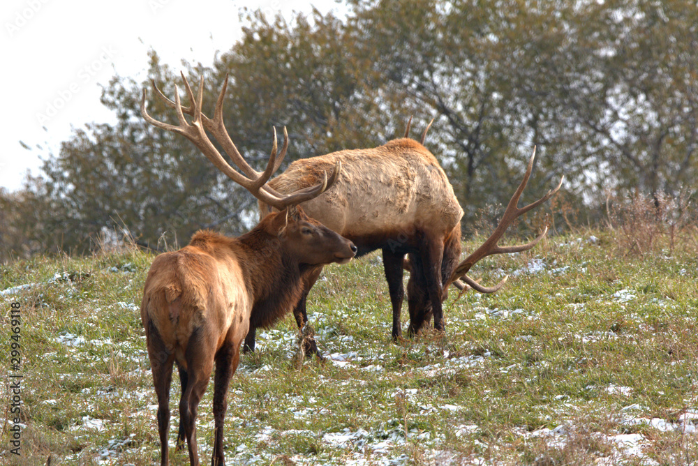 Two Bull Elk seem to be collecting notes on their territories Two Bull Elk seem to be collecting notes on their territories