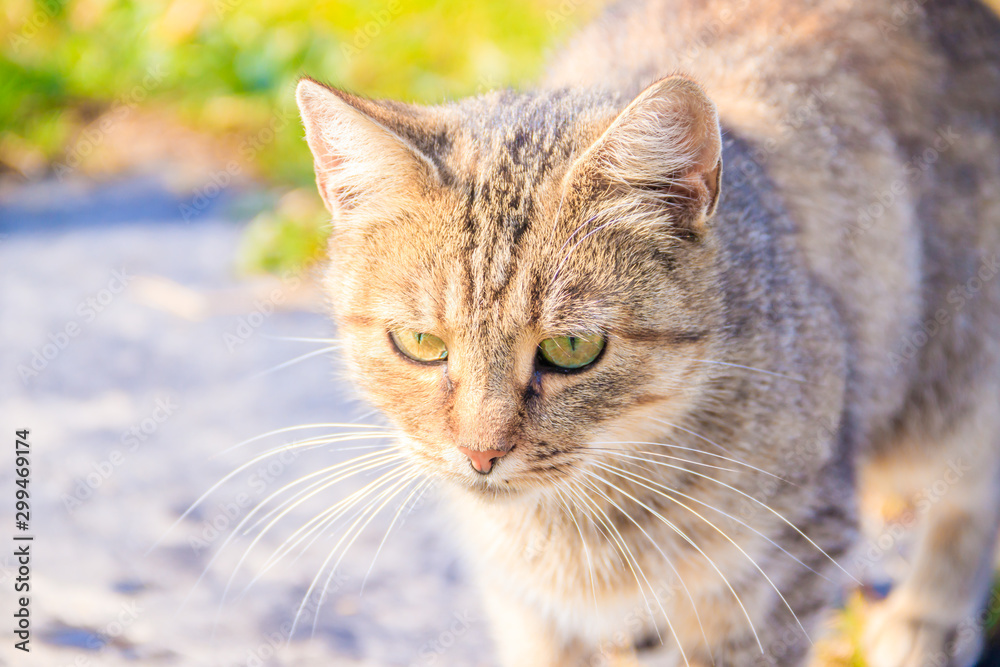 Domestic cat on a walk in the yard . A pet. Cat. Cat on a walk. Mammal. Animal hair.