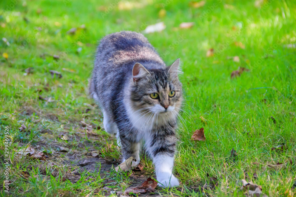 Domestic cat on a walk in the yard . A pet. Cat. Cat on a walk. Mammal. Animal hair.