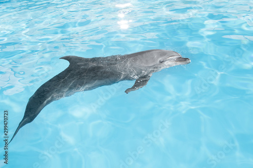 view of nice bottle nose dolphin  swimming in blue crystal water