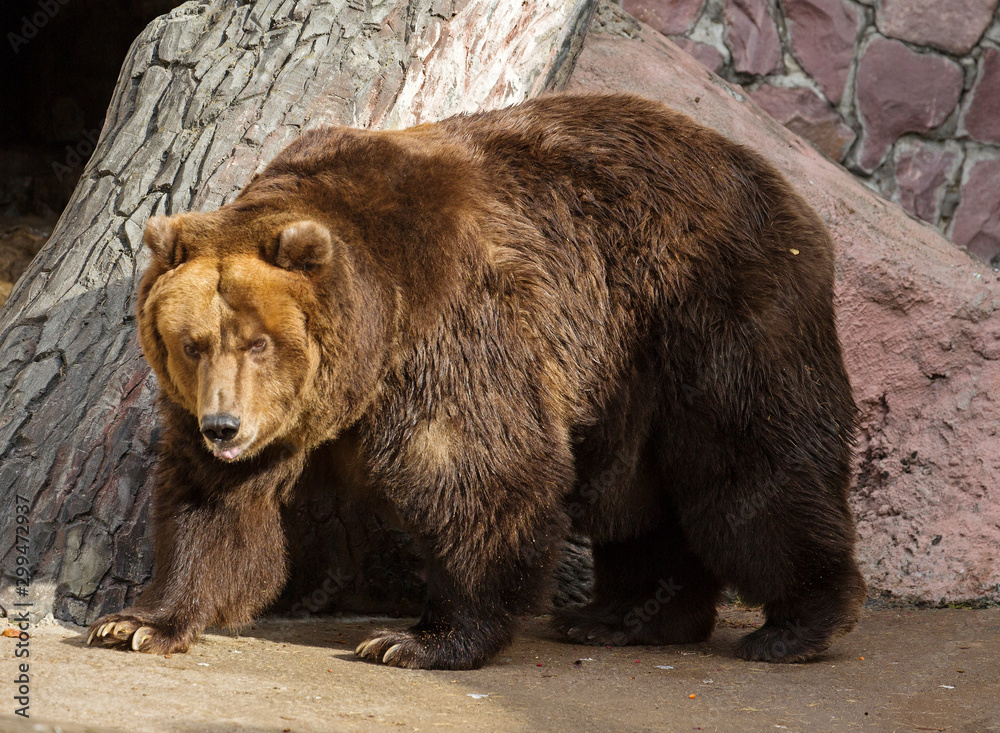 Brown bear. The predatory mammal, one of the largest terrestrial predators. The weight of the forest dweller reaches 350-400 kg, the body length on average is about 2 meters. Brown bear. The predatory mammal, one of the largest terrestrial predators. The weight of the forest dweller reaches 350-400 kg, the body length on average is about 2 meters.