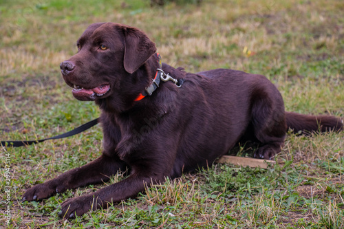 chocolate labrador