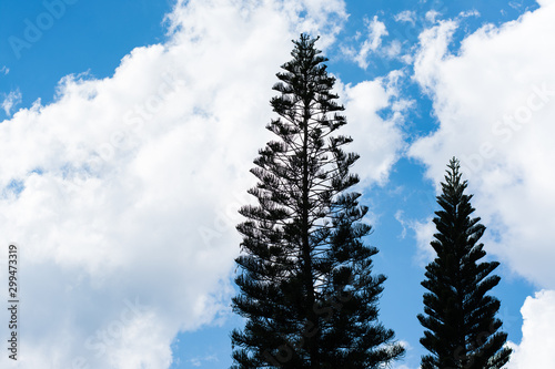 Silhouette of pine tree on blue sky background © YUU-ME