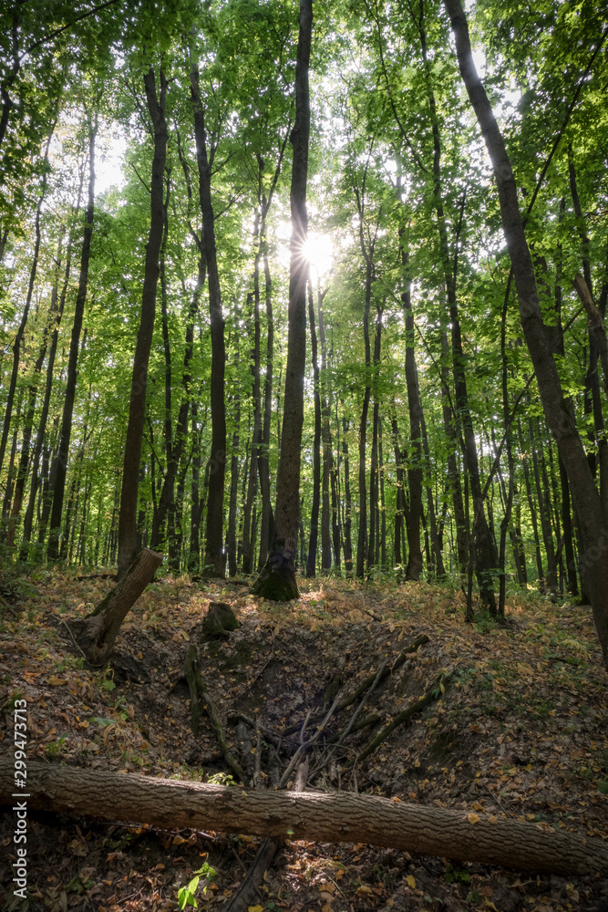 Obraz premium Autumn