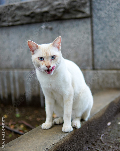 白い野良猫　white cat © yoshitaka akaishi