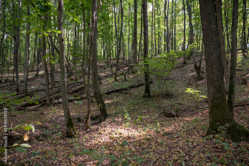 Obraz premium Autumn