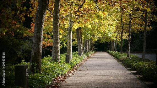 Autumn trees alley in the park