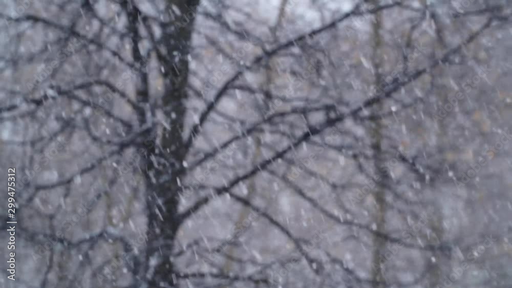 The First Snow Came Down Snow Falling First Snowfall The First Snow Came Down Snow Falling First Snowfall