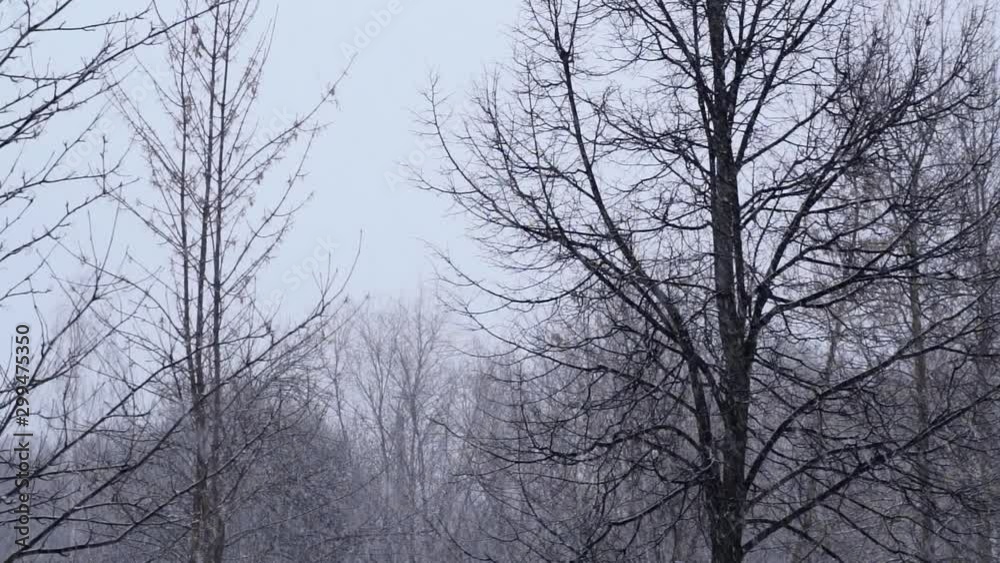 The First Snow Came Down Snow Falling First Snowfall The First Snow Came Down Snow Falling First Snowfall