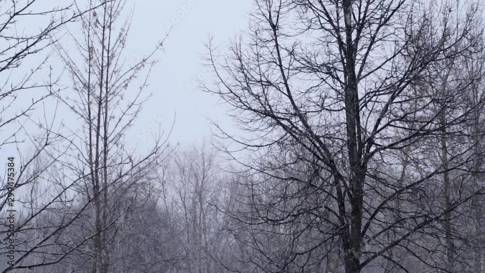 The First Snow Came Down Snow Falling First Snowfall The First Snow Came Down Snow Falling First Snowfall