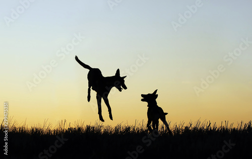 Two silhouettes of a dog against the background of the sky  Belgian Shepherd Malinois  dogs background.