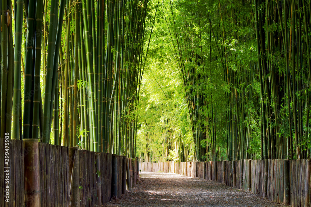 Walkway bamboo tunnel with shadow of light Walkway bamboo tunnel with shadow of light