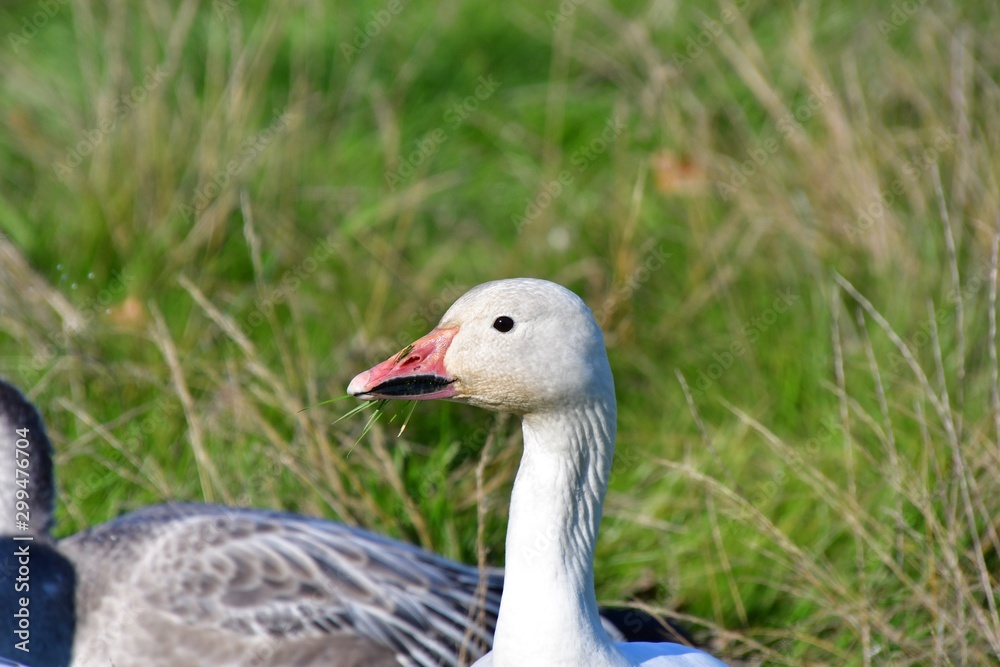 A closeup of a Snow Goose face. Richmond BC Canada A closeup of a Snow Goose face. Richmond BC Canada