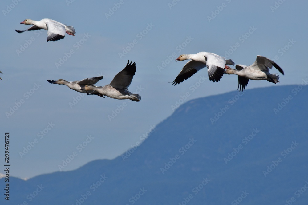 Fototapeta premium A flock of Snow Geese flying together. Richmond BC Canada