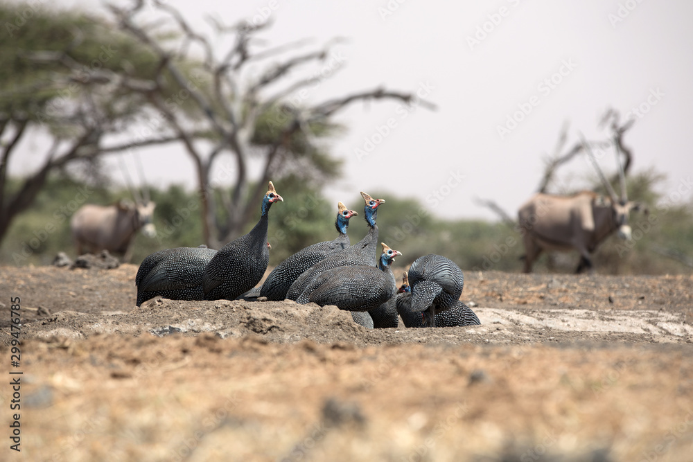 Obraz premium The helmeted guineafowl is the best known of the guineafowl bird family, Numididae, and the only member of the genus Numida.